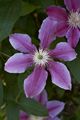 Clematis Dr Rupper-1 Powojnik